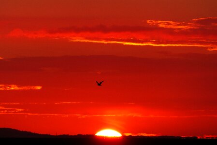 Seagull sunset evening sky photo