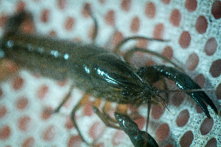 Panama City crayfish-1