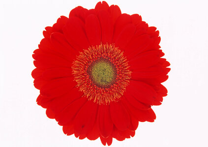 Gerbera Daisy