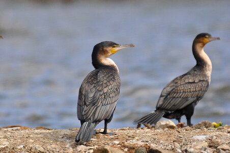 White-breasted Cormorant photo