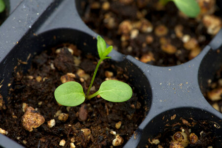 Growing Butterfly Weed-2