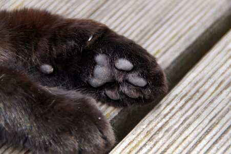 Cat's paw ten animal