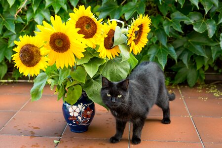 Plant summer cat photo