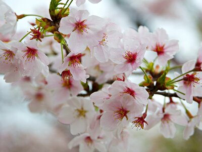 Blooming Tree with Light Pink Flowers in Spring photo