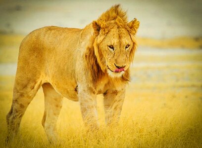 Lion wildlife safari photo