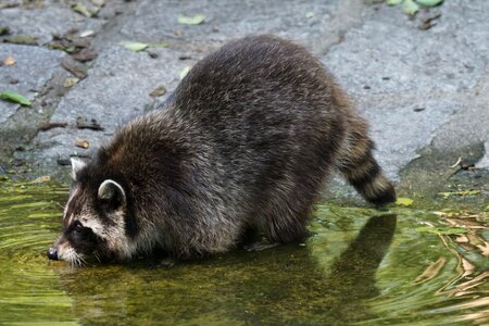 Raccoon predator thirsty