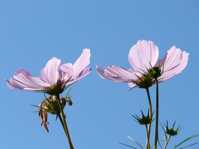 Cosmea bipinnata cosmea flower