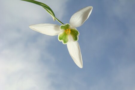 Spring bulbs garden