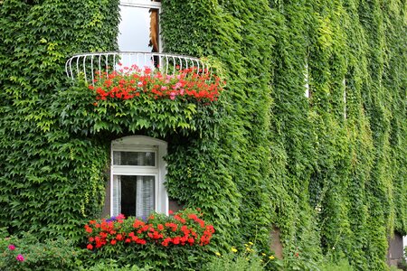 Window climber plant hauswand photo