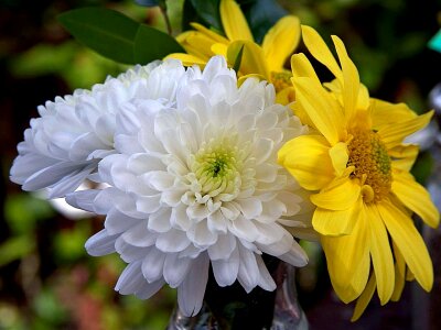 Bloom chrysanthemum photo