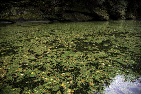 Green plants and Algae in the water at Wisconsin Dells photo