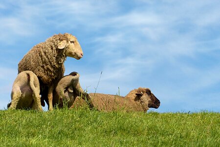 Lambs dike animal photo