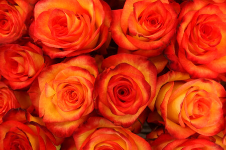 Rose Flowers