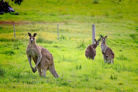 Eastern grey kangaroo marsupial braelea park photo