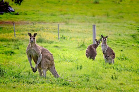 Eastern grey kangaroo marsupial braelea park