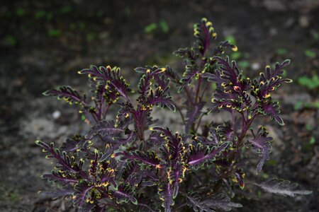 Leaf plant natural