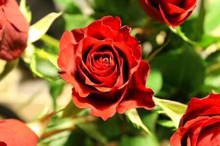 Garden nature plant