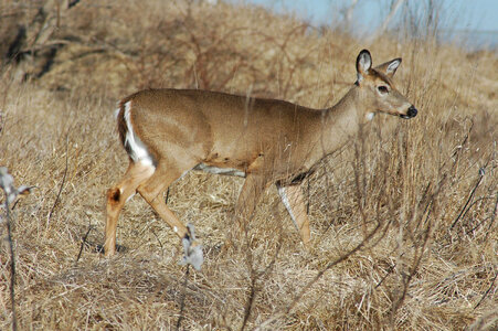 White-tailed Deer-1