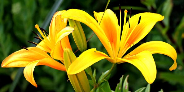 Beautiful Flowers beautiful image beautiful photo