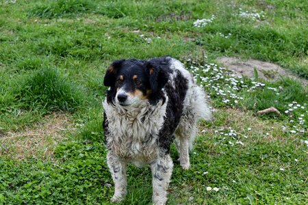Cute puppy hunting dog
