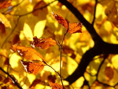 Deciduous tree golden autumn golden october