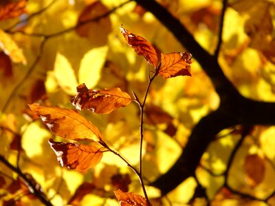 Deciduous tree golden autumn golden october photo