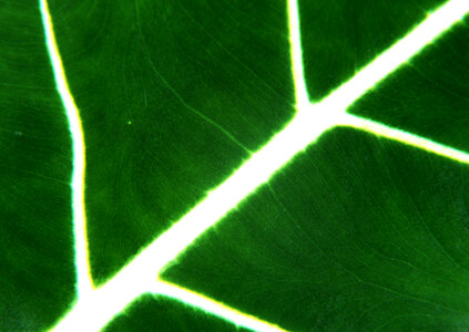Green leaf macro photo