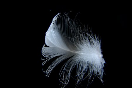 Animal plumage white