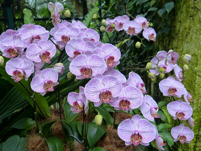 Botanical garden flower blossom