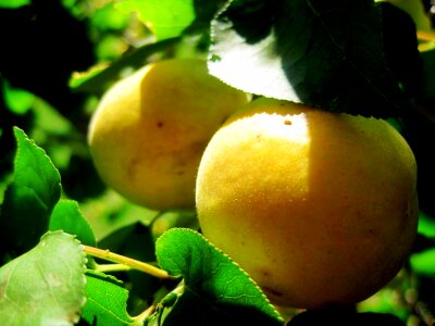 Ripening fruit juicy