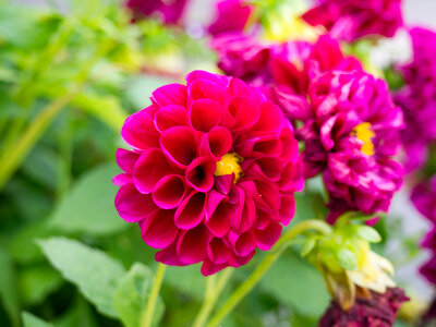Circular Red Flowers