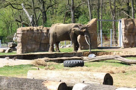 Animal mammal zoo