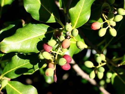 Branch darkness ecology