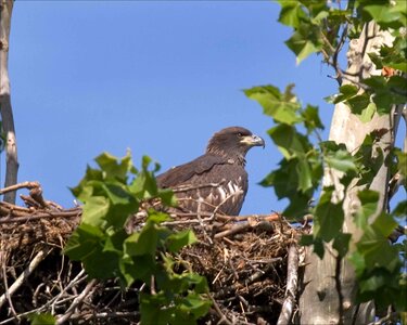 Background eagle nest