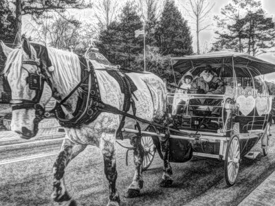 Black And White horse monochrome photo