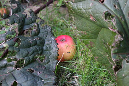Apple between pieplants