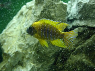 Aquarium fish photo