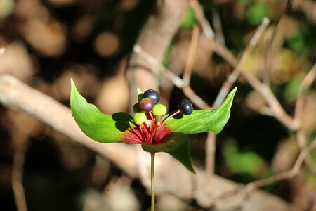 Closeup photo of a beautiful wildflower