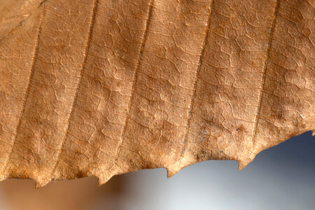 Macro Brown Leaf