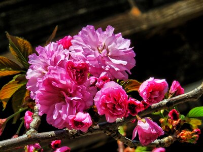 Spring background bloom tree photo