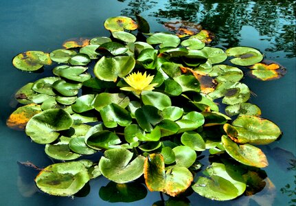 Aquatic leaves exotic