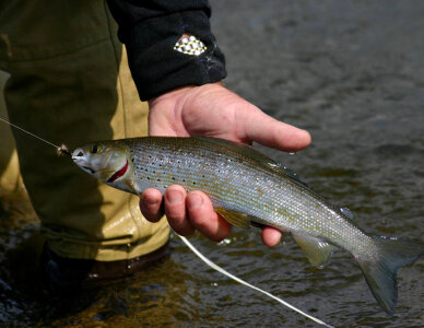 Arctic Grayling-1 photo