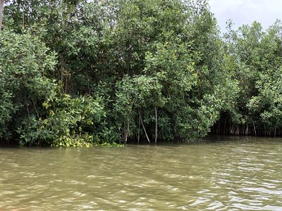 Salt lake river mangrove