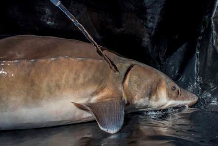 Lake sturgeon during procedure by USFWS