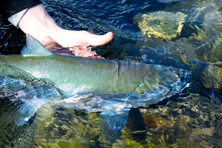 Sockeye salmon-4