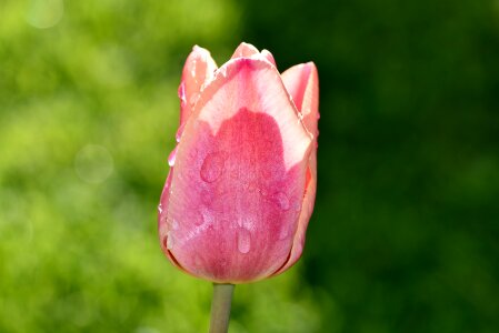 Bloom drop of water schnittblume photo