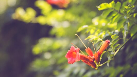 Flowers red green leaf