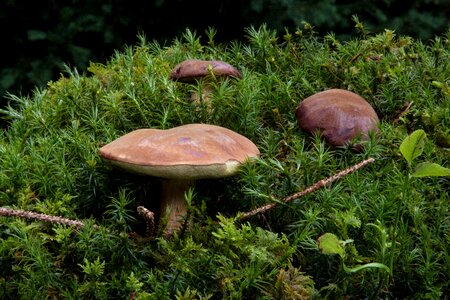 Called brown cap mushroom dick placidus relative