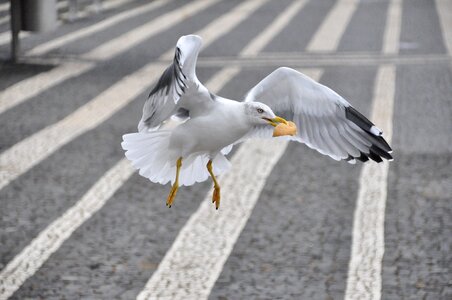 Seagull bird bread photo