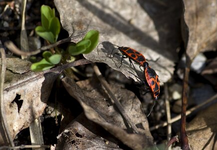 Garden red animal world